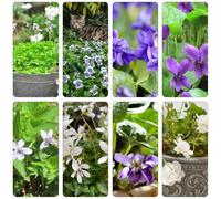 violetta dolce - violette dolci - perenne resistenti per il sole pieno decorazione balconi Copertura perenne resistente tagliati semi selvatici balcone con 500pcs