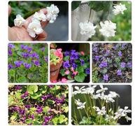 violetta dolce - violette dolci primi balcone parterre di semi esotici giardino riverdimento tetti balcone 250pcs