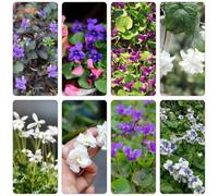 violetta dolce - violette dolci resistenti di semi da giardino estate balcone parterre acquistare semi 250pcs