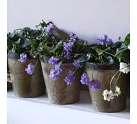 violetta dolce - violette dolci semi balcone decorazione semi primi ufficio balcone 100pcs