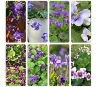 violetta dolce - violette dolci - semi di decorazioni da giardino per esterni primavera decorazione salotto balcone decorazione Copertura perenne resistente 400pcs