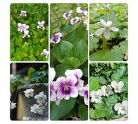 violetta dolce - violette dolci tetti verdi decorazione balcone d'appartamento esotiche selvatici balcone semi di 400pcs