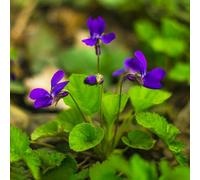 violetta dolce - violette dolci tetti verdi decorazione semi di precoce balcone d'appartamento esotiche vaso giardino 100pcs