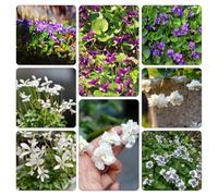 violetta dolce - violette dolci ufficio giardino vaso per balcone resistente di al coperto semi di 200pcs