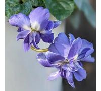 violetta dolce - violette dolci ufficio semi decorazioni giardino semi balcone giardino 100pcs