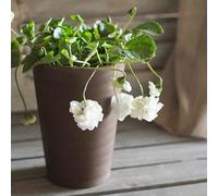 violetta dolce - violette dolci vaso di al coperto semi decorazione 350pcs