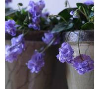 violetta dolce - violette dolci vaso per ufficio tetti verdi balcone precoce semi di sul balcone estivi decorazioni giardino 35pcs