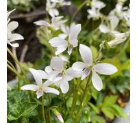 Violette dolci balcone parterre di semi di primavera decorazione perenne resistenti per pieno sole giardino semi 150pcs