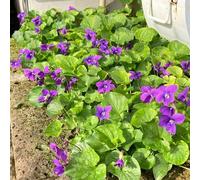Violette dolci balcone parterre di semi di semi selvatici balcone giardino interni perenni resistenti per pleno sole 300pcs