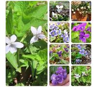 Violette dolci balcone parterre di semi selvatici decorazioni giardino per esterni giardino interni decorazione balconi decorazione sala soggiorno 400pcs