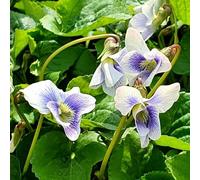 Violette dolci decorazioni giardino per esterni Copertura perenne resistente giardino interni semi selvatici 350pcs