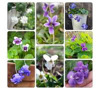 violette dolci giardino aromatico sul balcone, autunnali interno per la con giardino di rialzata, in vaso resistenti 350semi