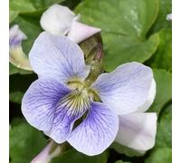violette dolci giardino resistenti, giardino aromatico sul balcone, autunnali interno semi biologici di selvatici primaverili semi rari di ornamentali 420semi