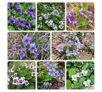 violette dolci semi di selvatici decorazioni giardino per esterni semi biologici di selvatici primaverili 125semi