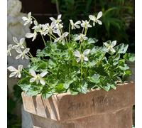 Violette dolci - semi resistenti copertura del terreno balcone resistenti perenni Semi di viola dolce perenne 150 pezzi