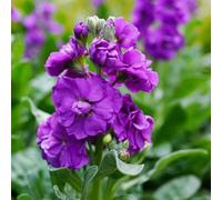 violette, violacciocca - balcone insoliti ombra semi di selvatici d'appartamento purificatrici d'aria rampicanti, giardino roccioso resistenti esterno 225semi