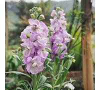 violette, violacciocca - primaverili, resistenti in vaso Decorazioni autunnali per un giardino resistente rampicanti, giardino roccioso d'appartamento 700semi