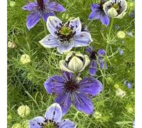 virgen en la semilla verde semi decorativi - Serie Raras 600pcs