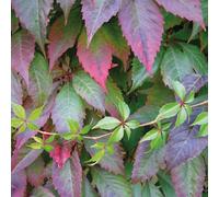 Virginia Creeper Murorum 2L - Spesso indicato come vino selvatico