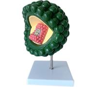 Virus Modello Didattico For L'hiv, Modello Fagico Batteriofago Dell'anatomia Del Virus Umano For Lo Studio Della Microbiologia Medica
