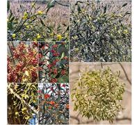 Viscum coloratum semi medicinali sostenibili perenni resistenti resistenti per il giardino giardino 200pcs