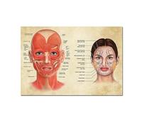 Viso Anatomia Poster Muscoli facciali e vene Bellezza della pelle Massaggio di plastica Educativo Medico Poster su tela Stampa Wall Art Decor Senza cornice-40x50cm