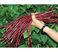 Vista Yard-Long Bean, Chinese Red Noodle Pole Bean / 100 Seeds/Heirloom, Non Gmo!