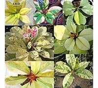 VISTARIC 40seeds: Semi Plumeria rubra Variegato Frangipani Mix Rare reale madam semi poni Albero Succulente Plumeria Variegato Mix R2