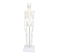 Vistreck Modello Mini Scheletro da 45 Cm - Struttura Ossea Mobile del Corpo Umano in PVC per Studio Ed Esposizione