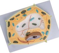 Visualizzazione della struttura delle cellule eucariotiche con organelli | Modello anatomico 3D di cellule vegetali ingrandite di grandi dimensioni, aiuto visivo for l'insegnamento della biologia