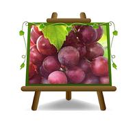 Vite Apirene Rossa senza semi Pianta da frutto vaso 20 cm Altezza 140-170 cm