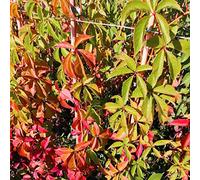 Vite Canadese, 2 piante alte 60-80 cm, vaso 8, Vite americana, Parthenocissus quinquefolia