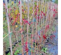 Vite Canadese, 2 piante, altezza 100/120 cm, vaso Ø16, Vite americana, Parthenocissus quinquefolia
