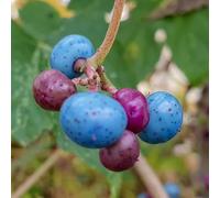 Vite canadese (Ampelopsis) Elegans 2L - Foglie marmorizzate, tralci rosa intenso