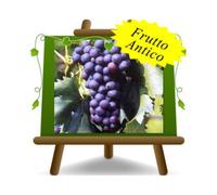 Vite Cardinale uva nera da tavola pianta vaso 20 cm altezza 170 cm 2 anni