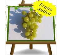 Vite Italia Vite da Tavola Altezza: 150~170 cm. Eta: 2 anni Vaso: 15 cm