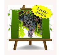 Vite Michele Palieri Pianta da frutto antico vaso 20 max 170 cm 2 anni