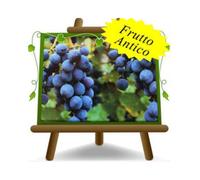 Vite Moscato D’Adda Nero Pianta da frutto antico su vaso da 20 albero max 170 cm