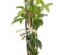 Vivai Frediani. Gelsomino Rampicante. Categoria Piante Vere da Esterno. Gelsomino Pianta Rincospermum Detto anche Falso Gelsomino. 120 cm Vaso 16 kg 2
