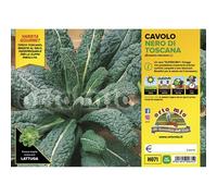Vivai le Georgiche - Cavolo nero di Toscana - 1 Plateaux da 6 piantine