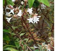 Vivai le Georgiche - Pianta vera di Abelia x grandiflora "Compacta" - vaso Ø 15 cm