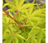 Vivai le Georgiche - Pianta vera di Acero palmatum "Sango-kaku" - altezza alla vendita 60-80 cm