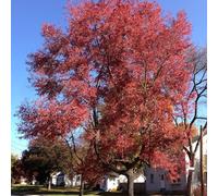 Vivai le Georgiche - Pianta vera di Acero rubrum - altezza alla vendita 80-100 cm
