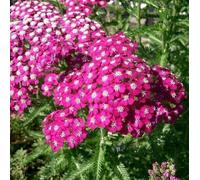 Vivai le Georgiche - Pianta vera di Achillea millefolium "Cassis" Millefoglio 'Cassis' - vaso Ø 10 cm