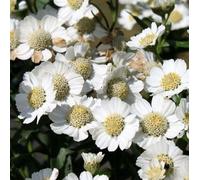 Vivai le Georgiche - Pianta vera di Achillea ptarmica "Nana Compacta" Millefoglio - vaso Ø 9 cm