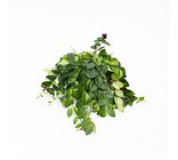 Vivai le Georgiche - Pianta vera di Aeschynanthus pulcher "Mona Lisa" - vaso Ø 15 cm