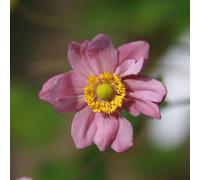 Vivai le Georgiche - Pianta vera di Anemone x hybrida "Serenade" Anemone giapponese - vaso Ø 11 cm