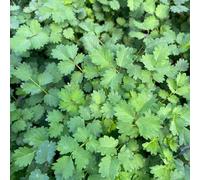 Vivai le Georgiche - Pianta vera di Anice verde Pimpinella anisum Anice comune - vaso Ø 14 cm