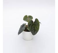 Vivai le Georgiche - Pianta vera di Anthurium luxurians Anturio - vaso Ø 12 cm - altezza alla vendita 10-15 cm