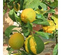 Vivai le Georgiche - Pianta vera di Arancio "Bizzarria" Citrus x aurantium 'Bizzarria' Bizzarria di Firenze - vaso Ø 20 cm - altezza alla vendita 60-80 cm